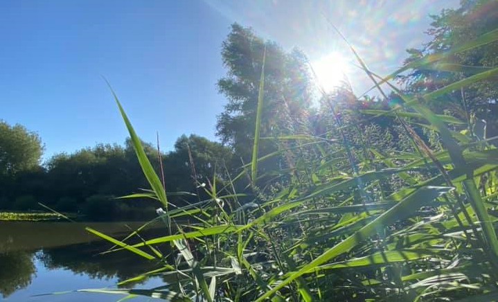 95744-untitled Sun shining through tall green grass by a calm lake, with trees and blue sky in the background.